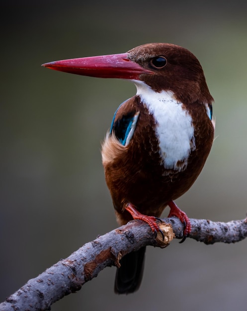 Whitethroated Kingfisher on branch tree close up shot of bird