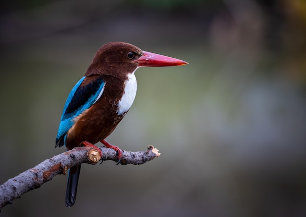 Whitethroated Kingfisher on branch tree close up shot of bird