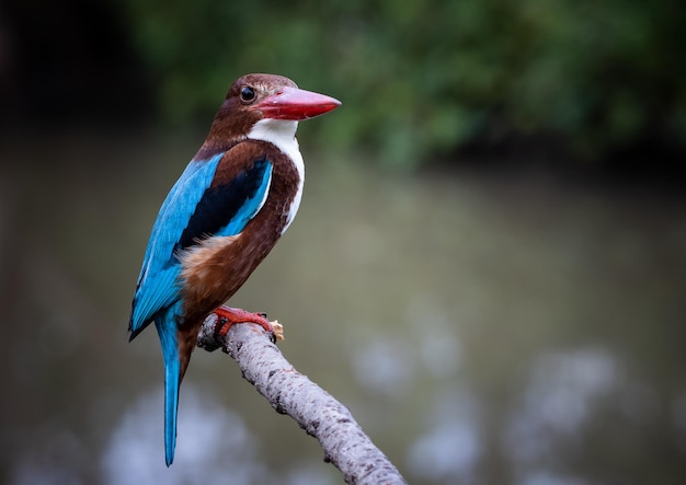 Whitethroated Kingfisher on branch tree close up shot of bird