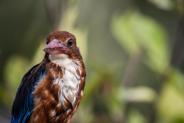 Whitethroated Kingfisher close up shot Animal Portrait