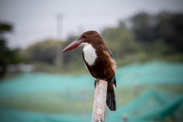 Whitethroated Kingfisher close up shot Animal Portrait