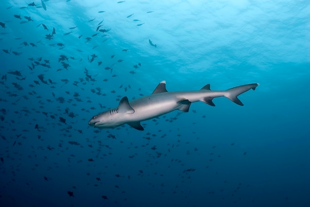 Whitetip shark view from below while swimming in the blue