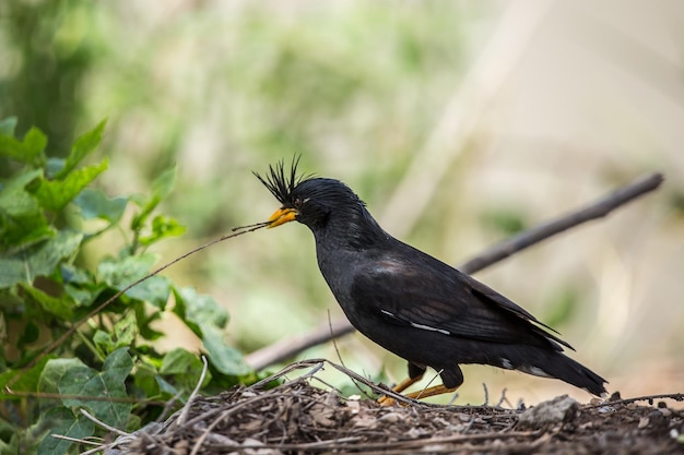 Whitevented Myna Acridotheres grandis of Thailand