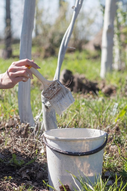 Whitewashing of fruit trees A hand with a brush at the tree to protect it from harmful insects