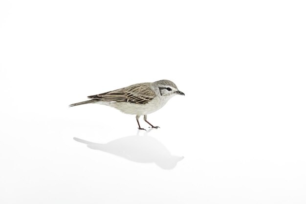 Photo whitewinged snowfinch bird with reflection isolated on white background