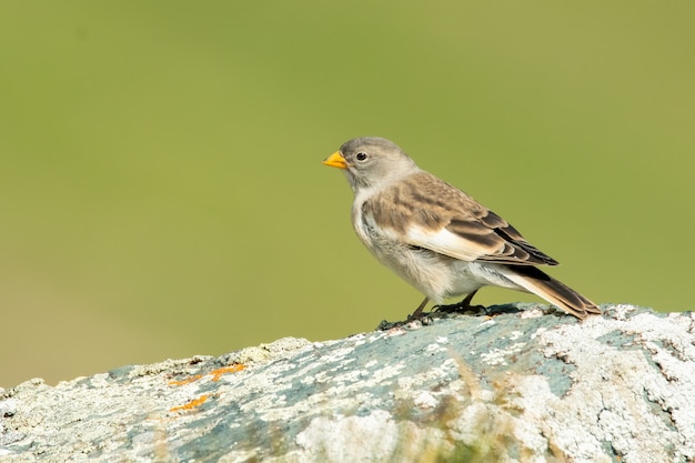 Whitewinged snowfinch sitting on a rock