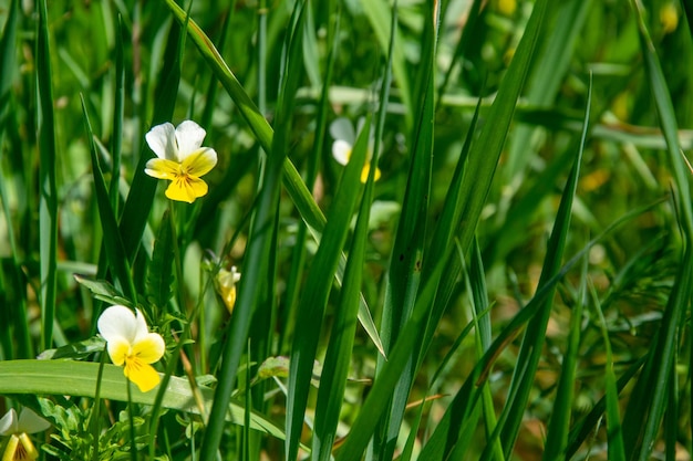 Whiteyellow flowers in tall grass on a blurred green background Viola field