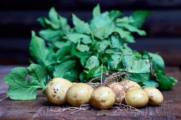 Whole potato bush with tubers roots and green leaves dug out of ground