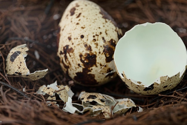 Whole quail egg and a broken empty shell