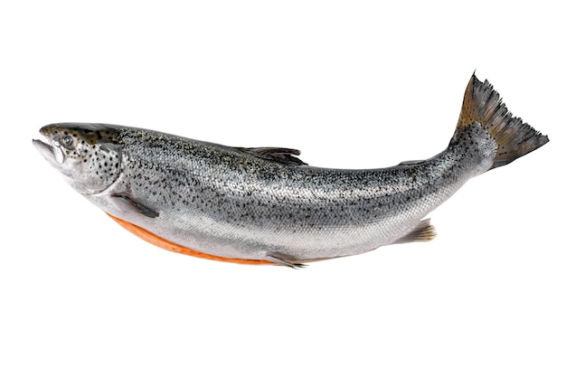 Whole salmon isolated on white Atlantic salmon gutted salmon carcass eviscerated carcass salmon Fish market showcase