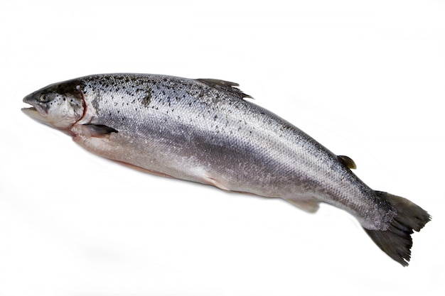 Whole salmon isolated on white