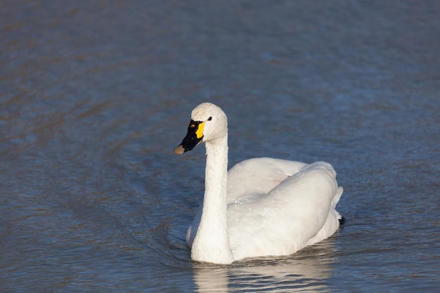 Whooper Swan (Cygnus cygnus) swimming across a lake