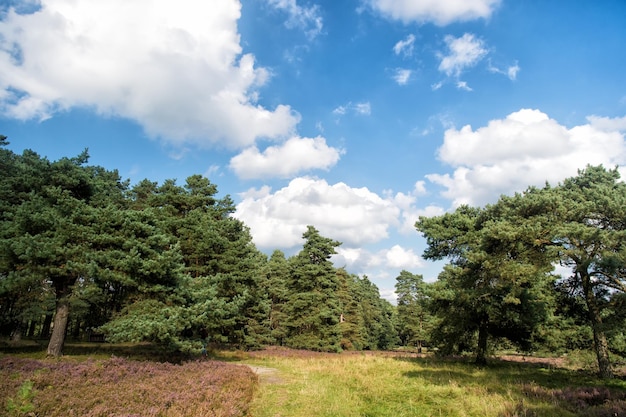 Why meadow turning purple Buoyed by climate change invasive plant taking over landscape Nature landscape with trees blue sky and purple flowers Landscape idyllic scene Cloudy day at field