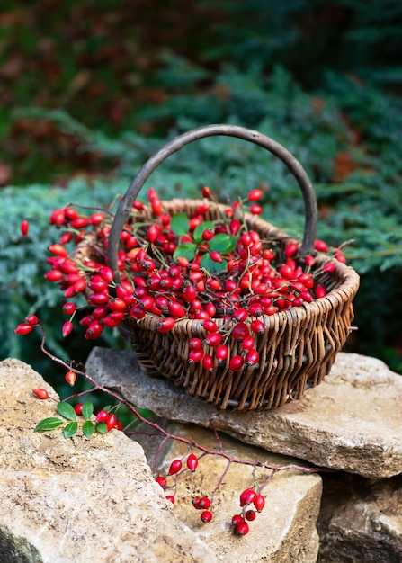 Wicker basket full of freshly harvested rose hips berries in the autumn garden