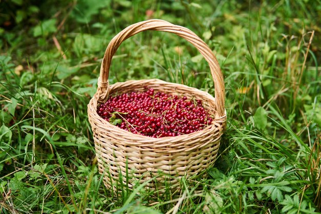 Wicker basket full of red currant berries stand in the grass