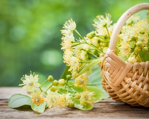 Wicker basket of linden blossom or lime flowers Alternative herbal medicine