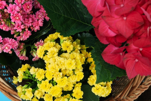 Wicker basket with amazing flowers close up