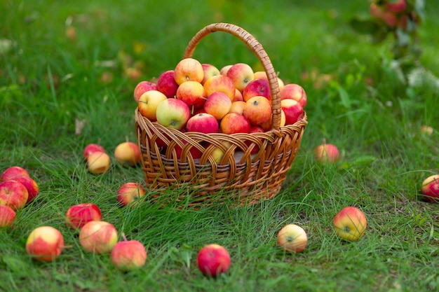 Wicker basket with apples stands on grass and apples are scattered around Harvesting in garden