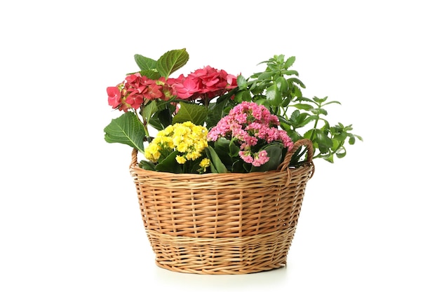 Wicker basket with flowers isolated on white background