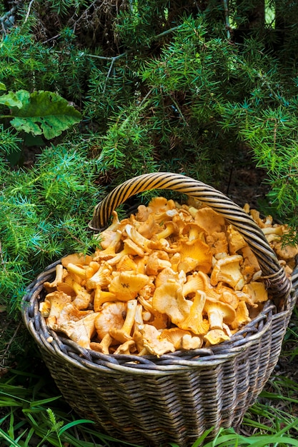 Wicker basket with fresh forest chanterelles