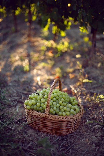 Wicker basket with green grapes