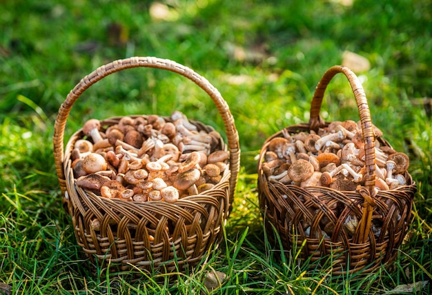 Wicker basket with mushrooms Mushroom porcini in the forest Mushrooms in the basket Delicious freshly picked wild mushrooms from the local forest mushroom in a wicker basket on a green grass