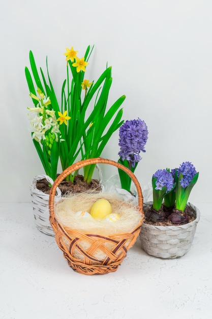 Wicker basket with quail eggs on a background of yellow daffodils and blue hyacinths on a white table Closeup Easter holiday concept