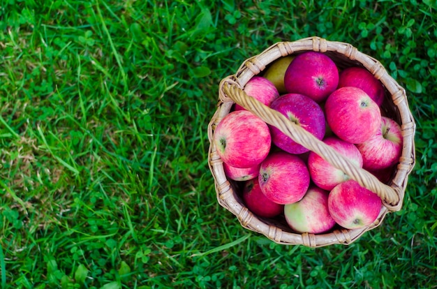 Wicker basket with red fresh tasty ripe apples on green grass. Harvesting summer or fall crops. Top view, copy space