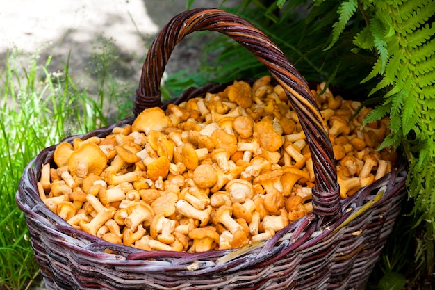 Wicker basket with wild chanterelles mushrooms