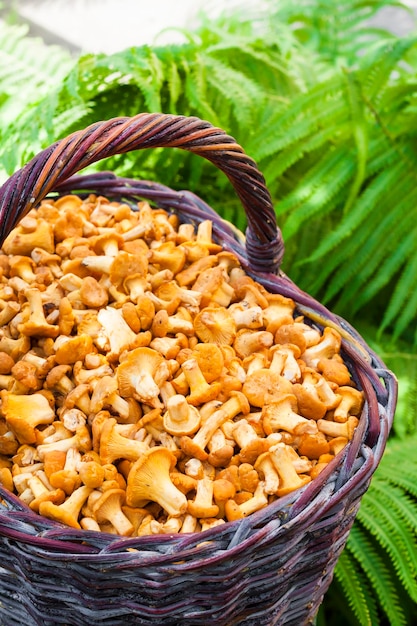 Wicker basket with wild mushrooms chanterelles and fern leaves on background