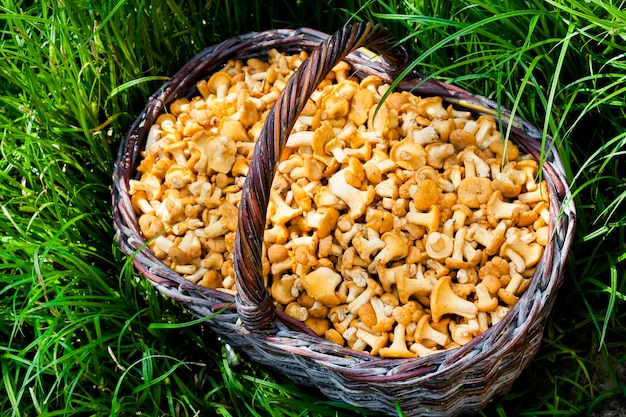 Wicker basket with wild mushrooms chanterelles on grass background