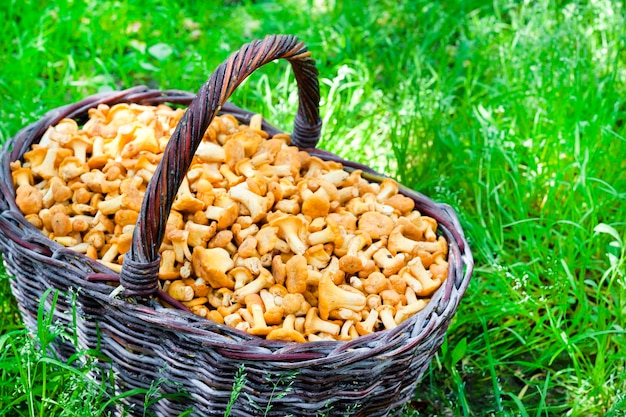 Wicker basket with wild mushrooms chanterelles on green grass background