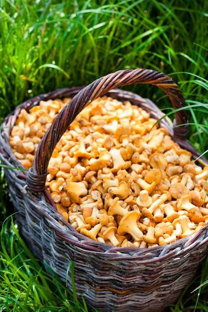 Wicker basket with wild mushrooms chanterelles on green grass background