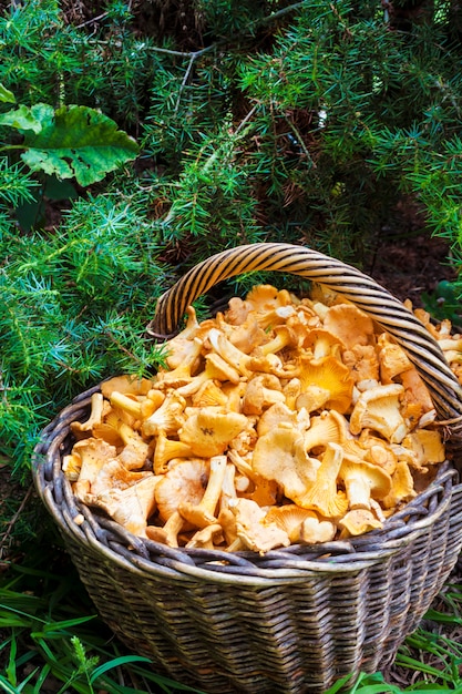 Wicker basket with wild mushrooms chanterelles