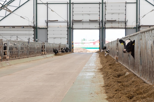 Wide aisle between cow feed tables at a modern dairy farm