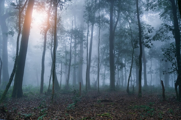 Wide angle shot of Asia rain forest and sunrise foggy with tree in the morning