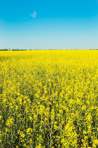 Wide angle view of a bright yellow blossoming canola under a deep clear blue sky