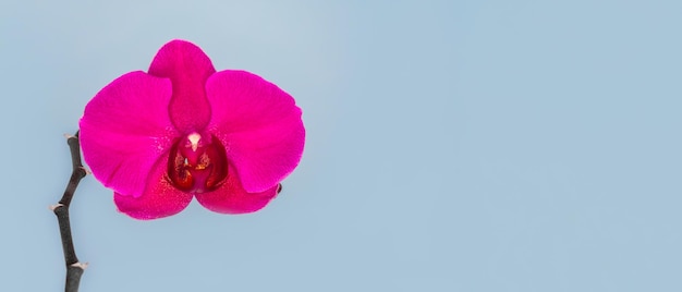 Wide panoramic view of Phalaenopsis Stellenbosch purple flower on a blue background Copy space Tropical flower branch of orchid close up Purple orchid background Holiday Women's Day Flower card