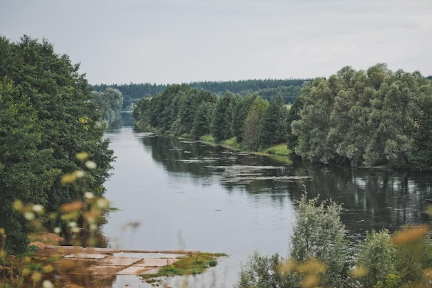 Wide river framed by tall trees 2422