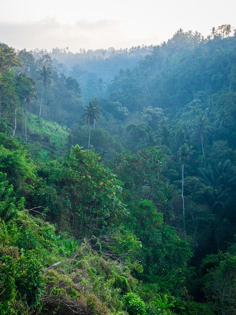 Wide shot of a beautiful amazon full of trees with fog on a cool and cloudy day