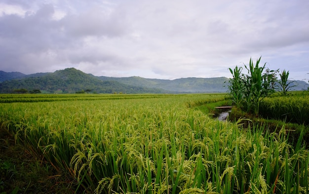 Wide shot of paddy field or rice plant in the farm.