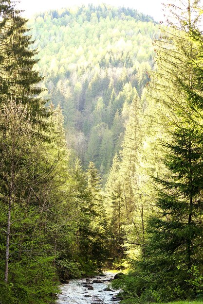 Wide stream in mountain forest