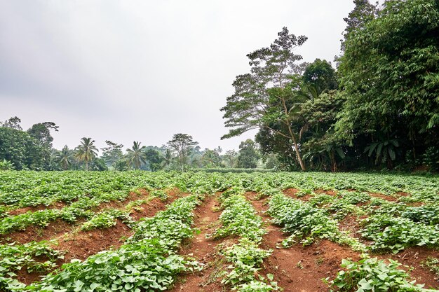 wide sweet potato garden in a plantation