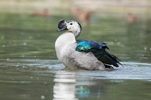 Wiild Duck while splashing on water