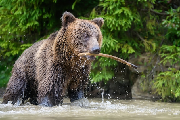 Wild adult Brown Bear (Ursus Arctos) played with a stick in a forest lake