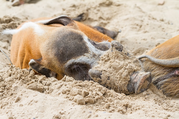 Wild africa pigs