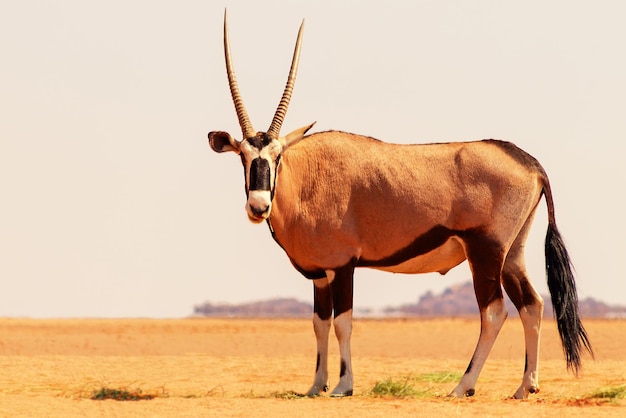 Wild african animal Lonely Oryx walks through the Namib desert