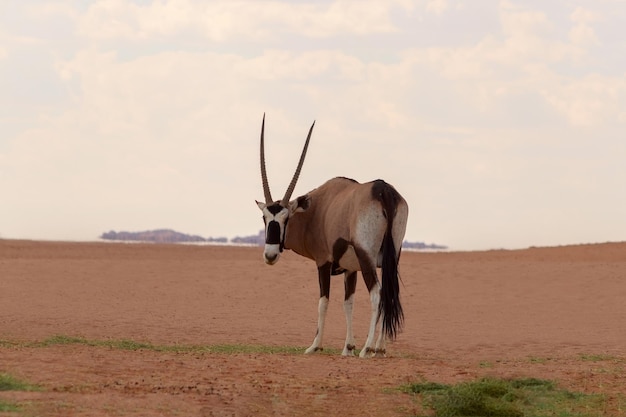 Wild african animal Lonely Oryx walks through the Namib desert