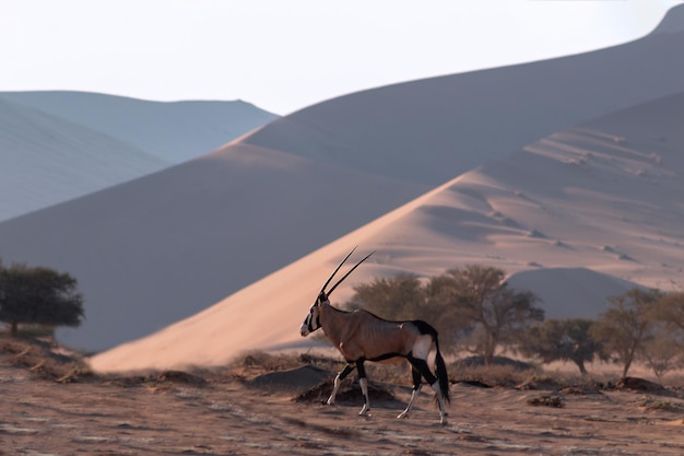 Wild african animal Lonely Oryx walks through the Namib desert