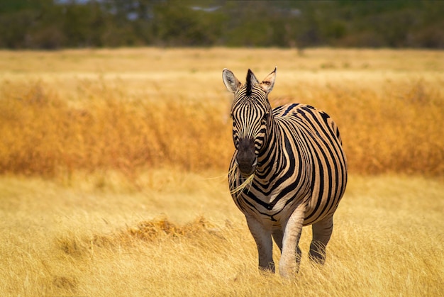 Wild african animals.  African Mountain Zebra standing  in grassland. Etosha National Park. Namibia